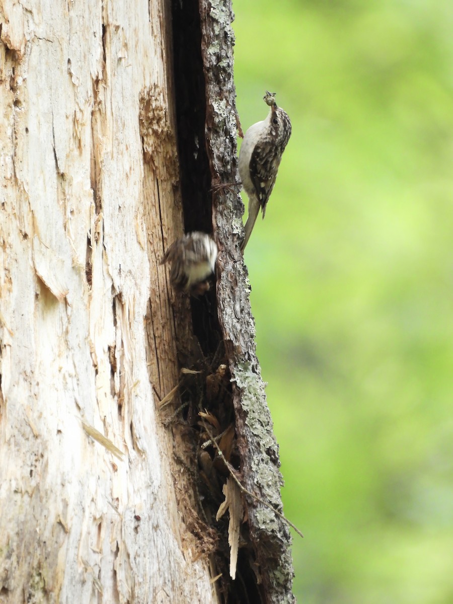 Brown Creeper - ML586230221