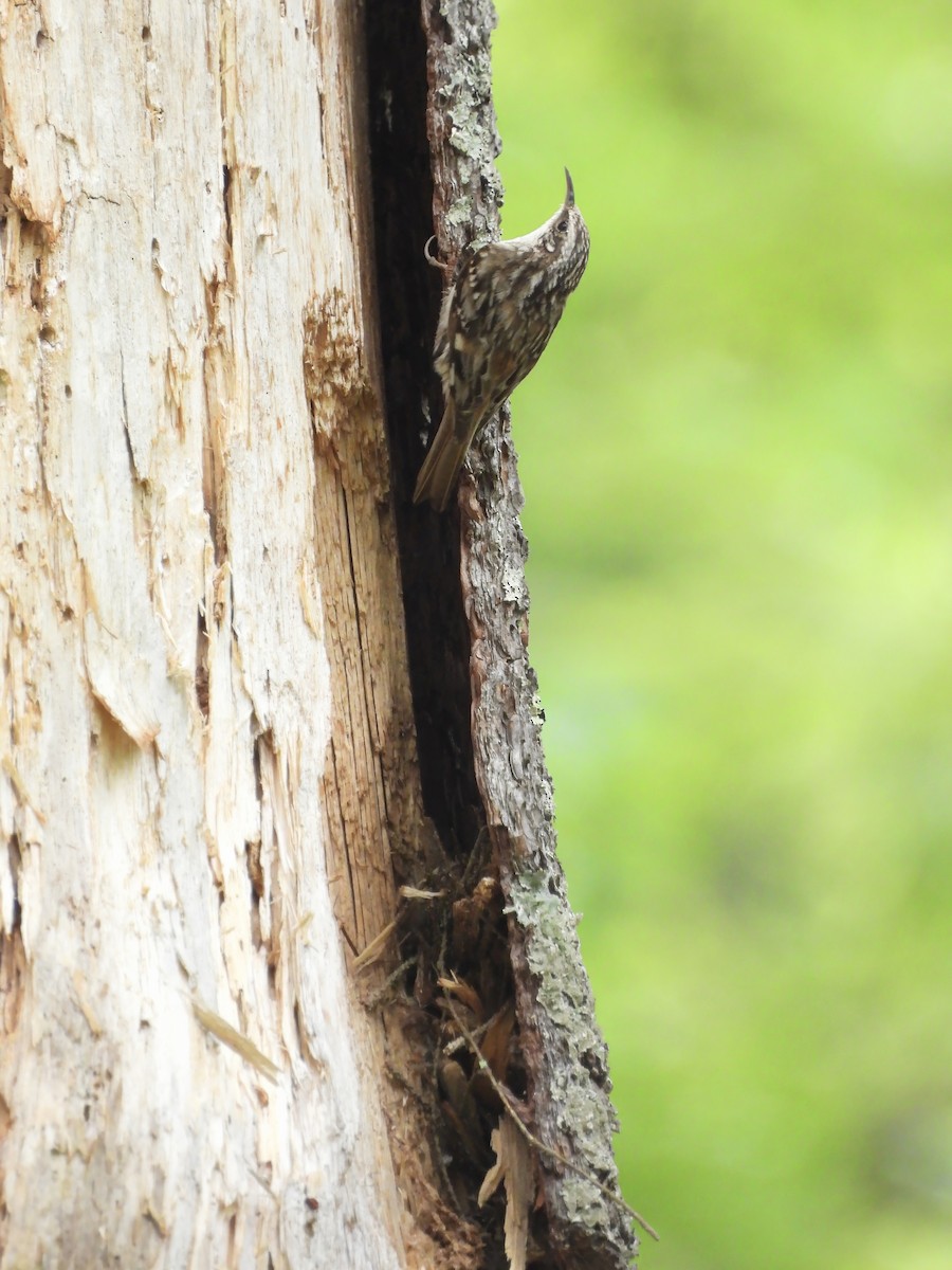 Brown Creeper - ML586230231