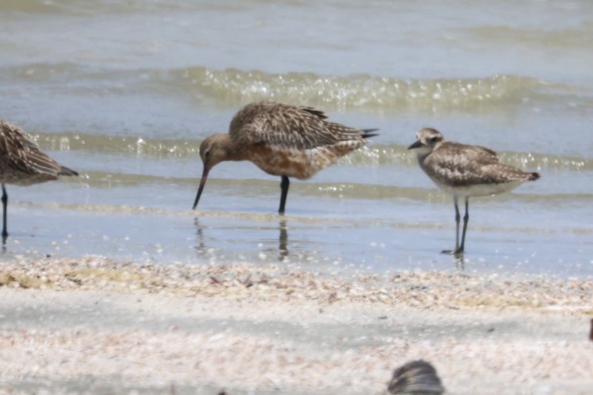 Bar-tailed Godwit - ML586230441