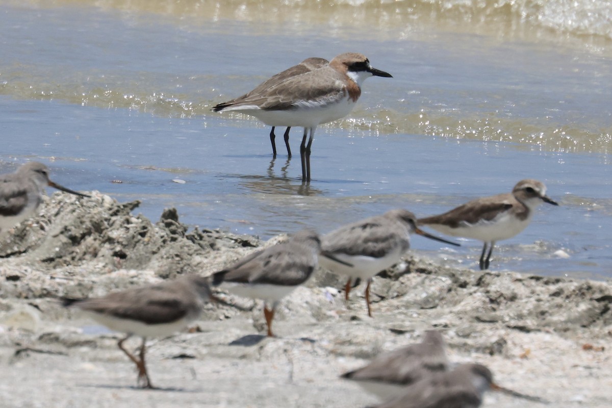 Greater Sand-Plover - ML586230861