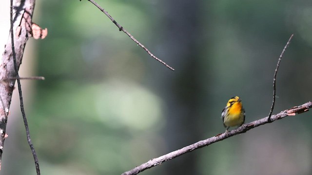 Blackburnian Warbler - ML586231591