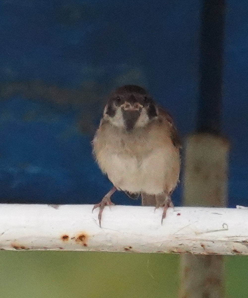 Eurasian Tree Sparrow - ML586232351