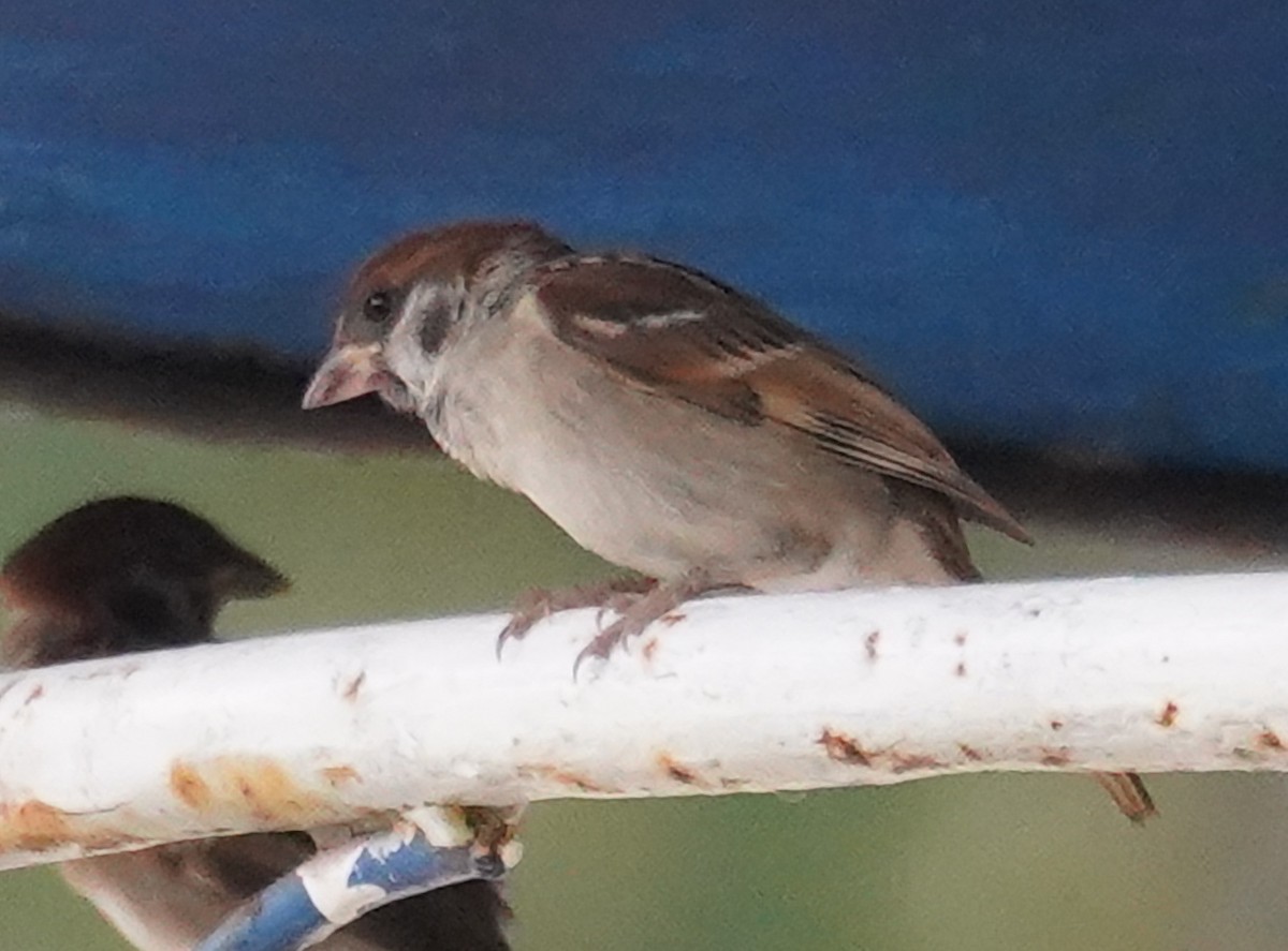 Eurasian Tree Sparrow - ML586232361