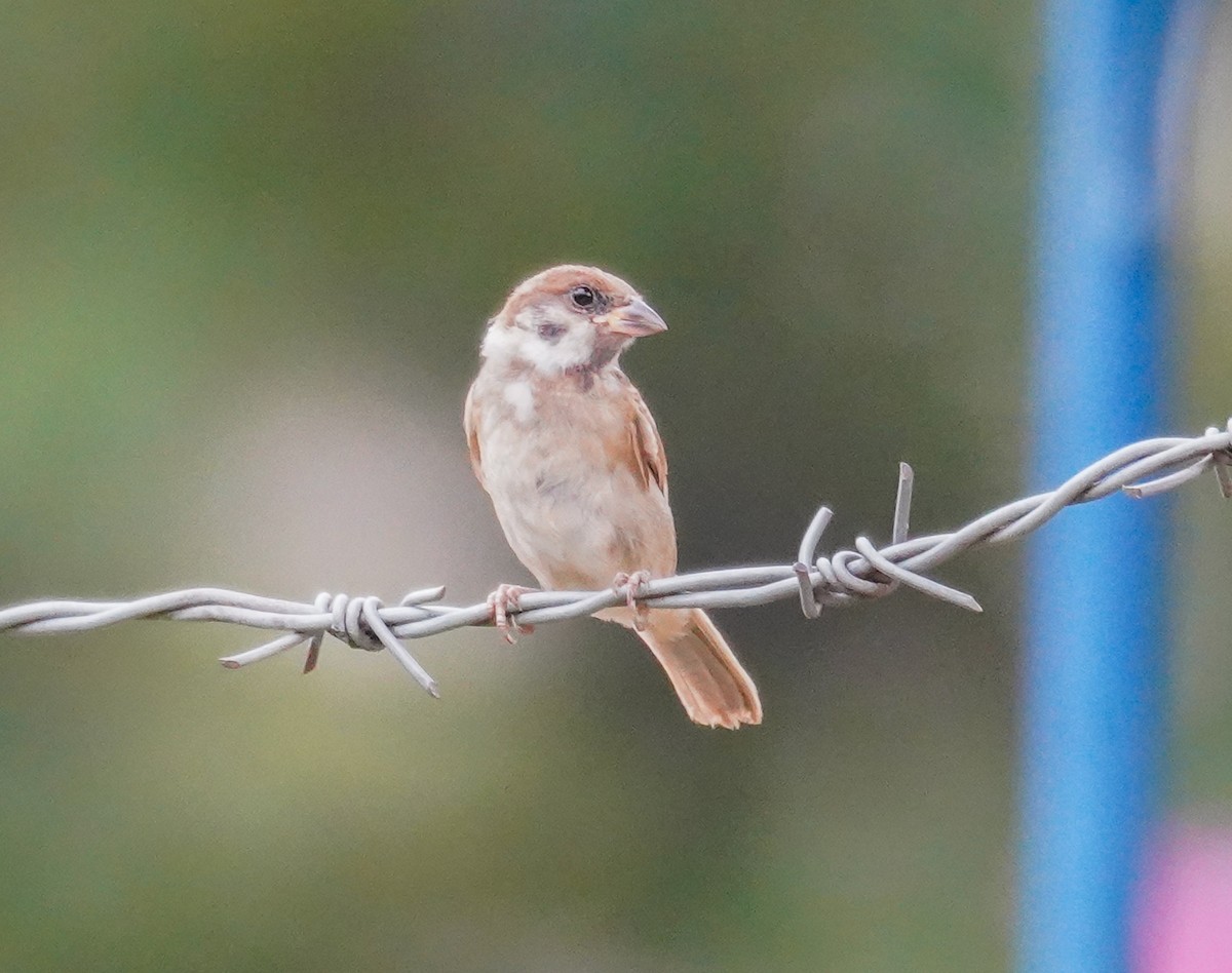 Eurasian Tree Sparrow - ML586232371