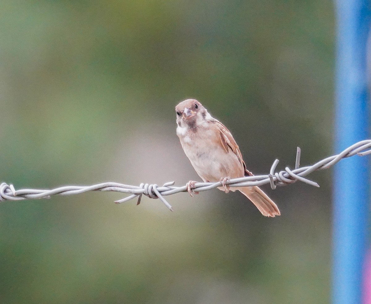 Eurasian Tree Sparrow - ML586232381
