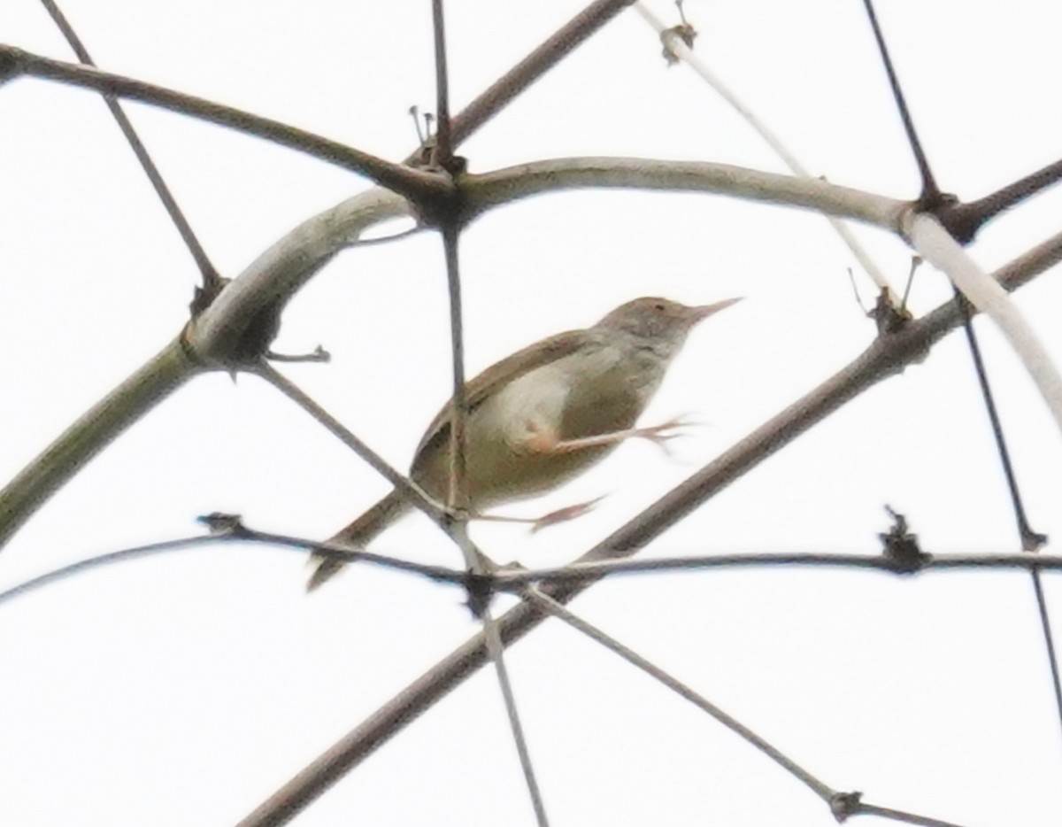 Common Tailorbird - Kevin Gong