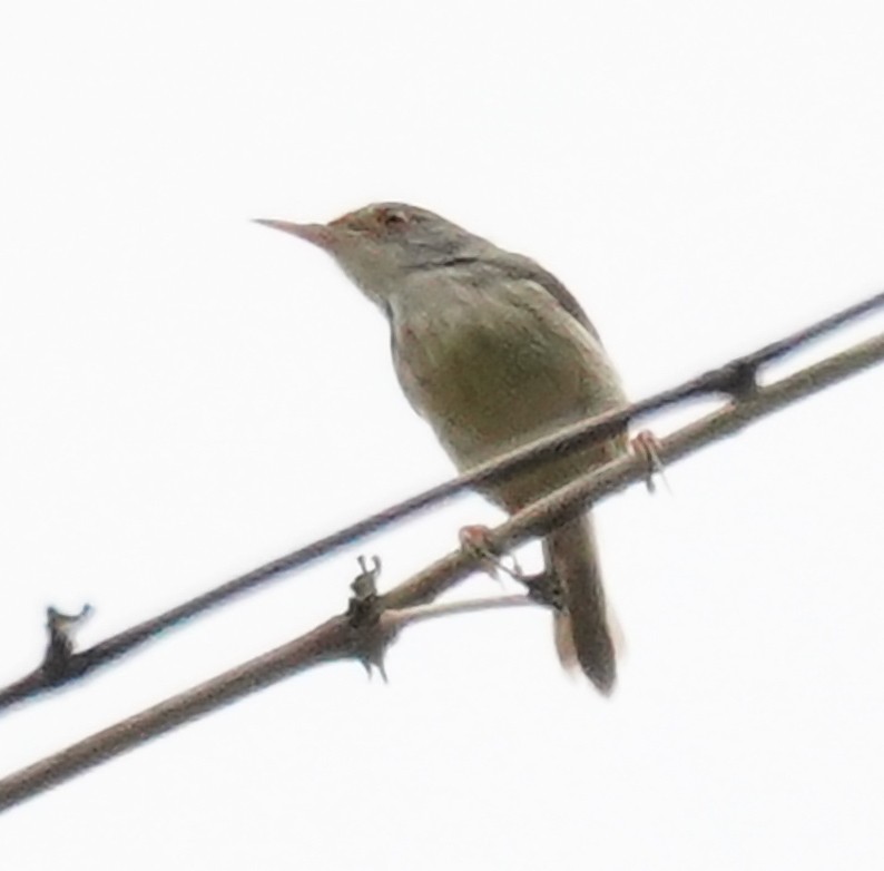 Common Tailorbird - Kevin Gong