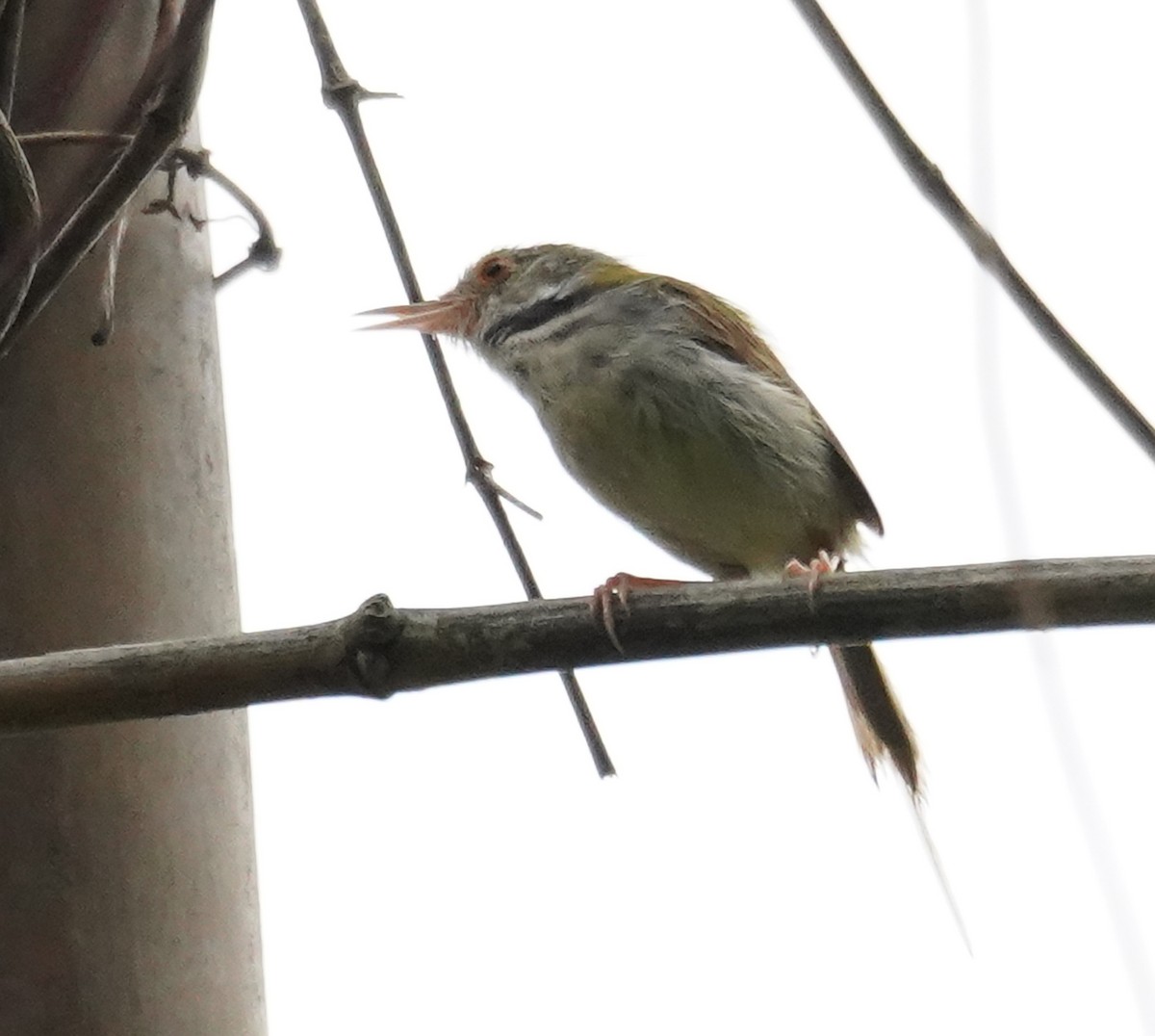 Common Tailorbird - ML586232631