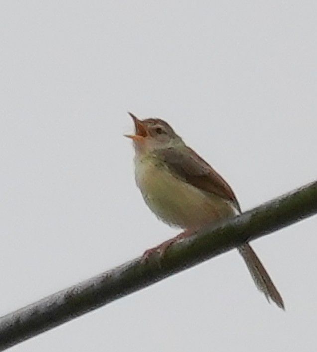 Common Tailorbird - Kevin Gong