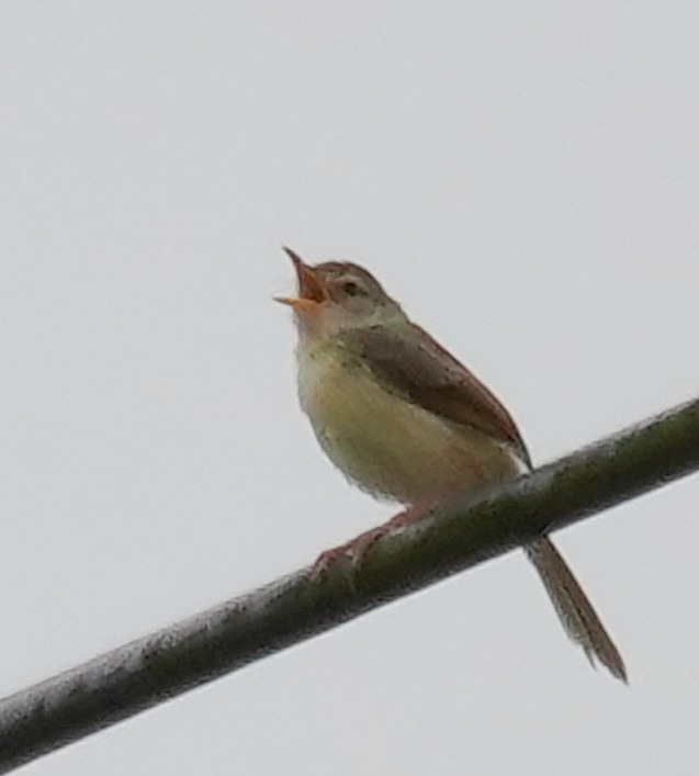 Common Tailorbird - ML586232671