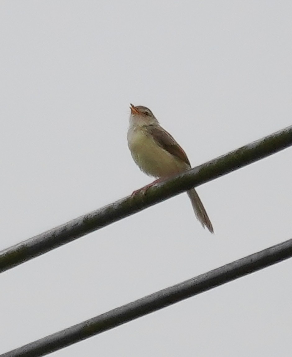 Common Tailorbird - Kevin Gong