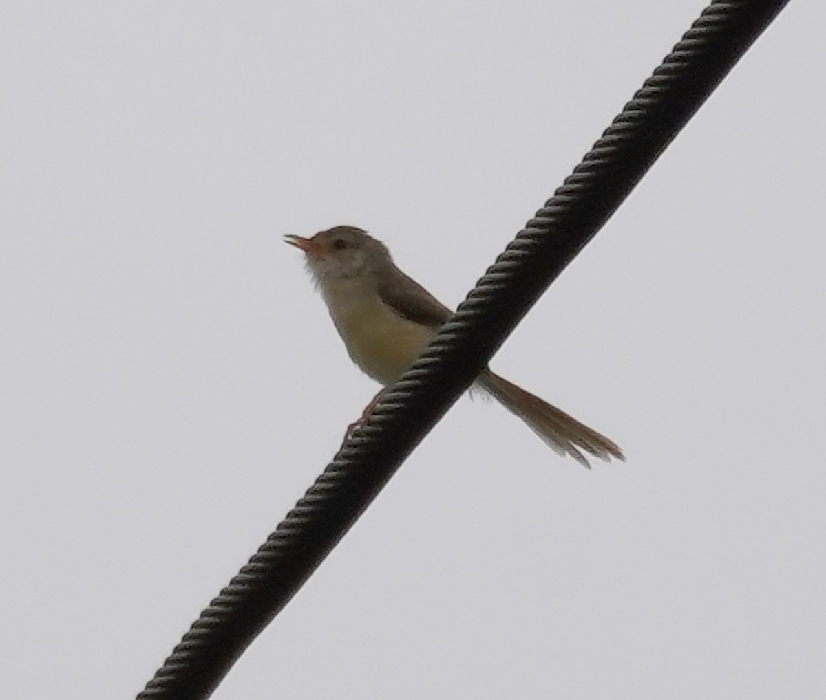 Common Tailorbird - Kevin Gong