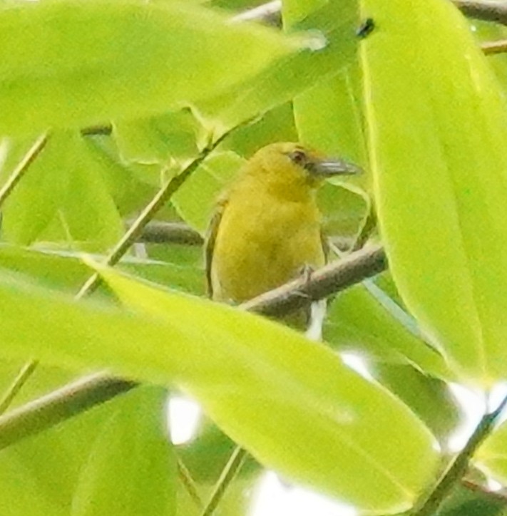 Common Iora - Kevin Gong