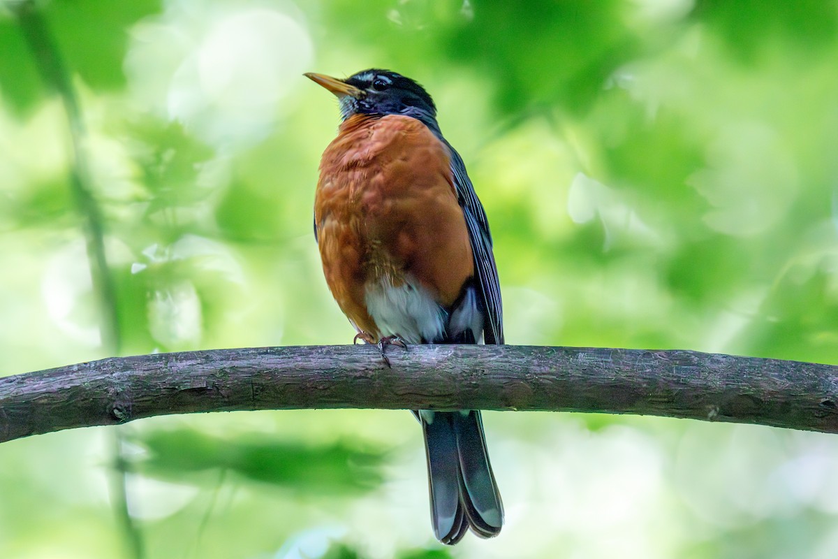 American Robin - ML586233151