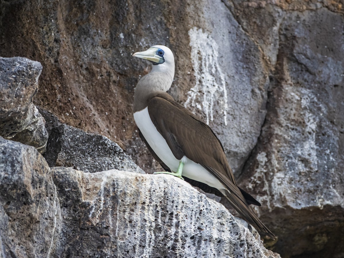 Brown Booby - ML586233291