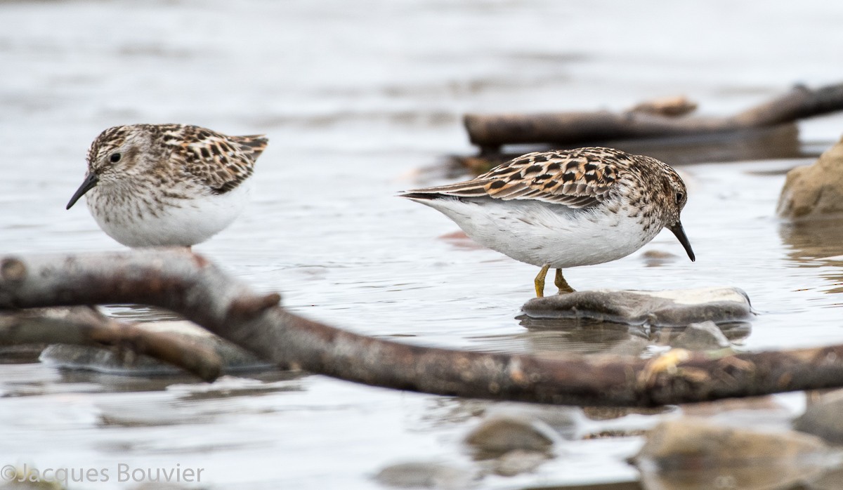 Least Sandpiper - ML58623341