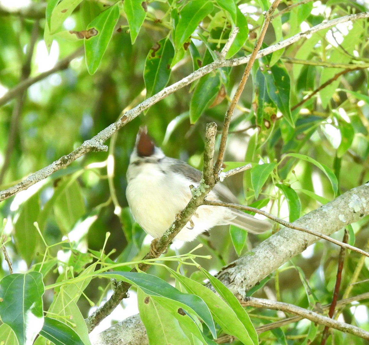 Taiwan Yuhina - ML586233581