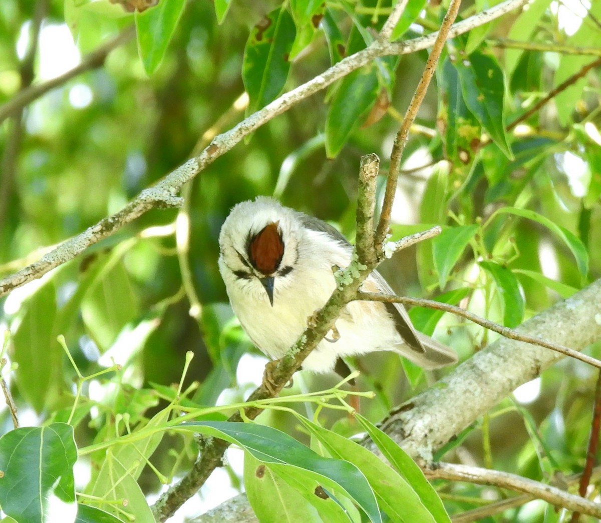 Taiwan Yuhina - ML586233591