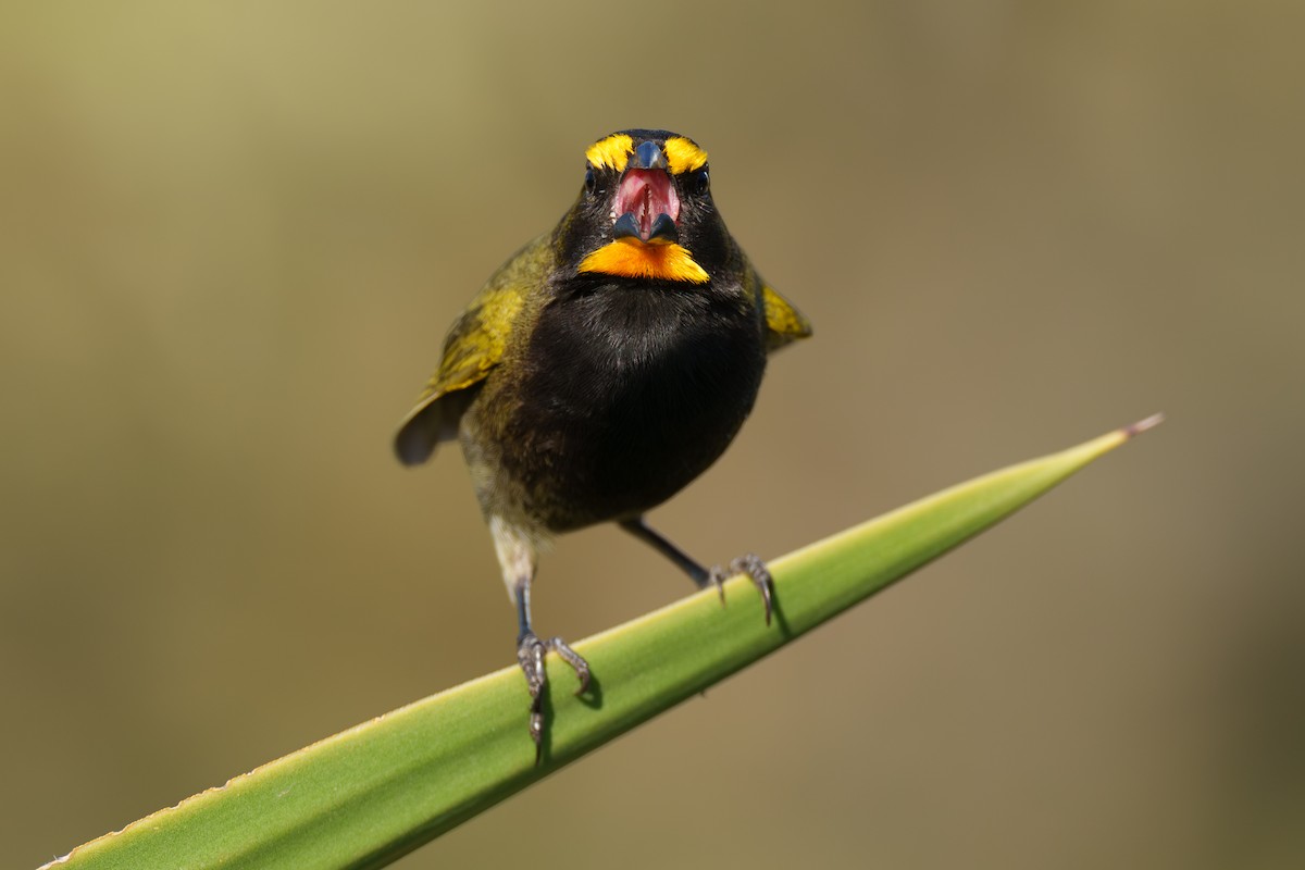 Yellow-faced Grassquit - ML586234061