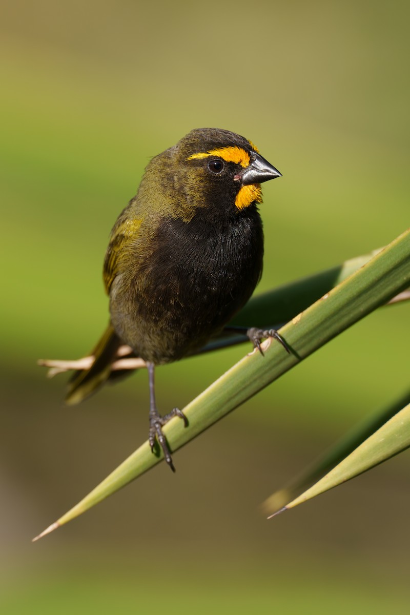 Yellow-faced Grassquit - ML586234331