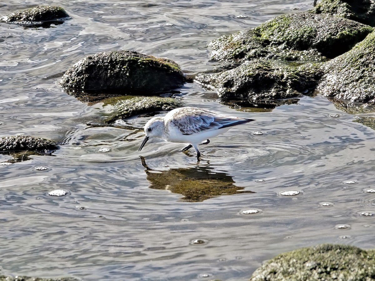 Sanderling - ML586234681