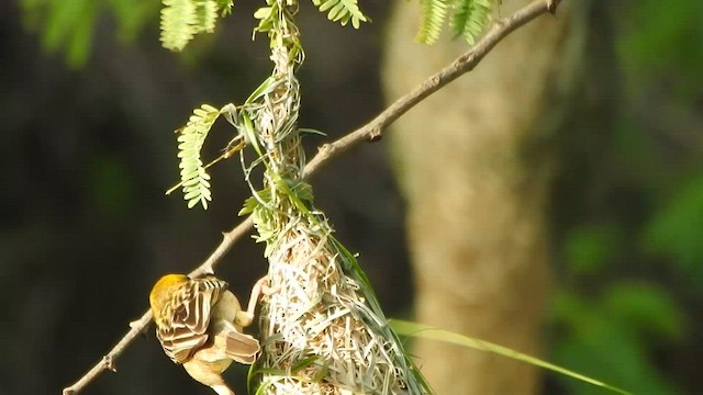 Baya Weaver - ML586235031