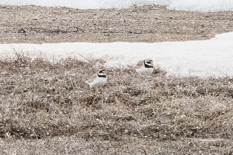 Common Ringed Plover - Paul Budde