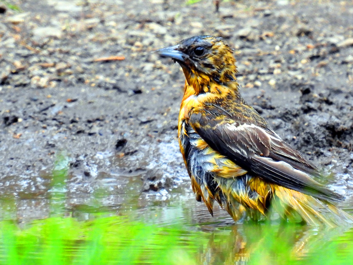 Baltimore Oriole - ML586235871
