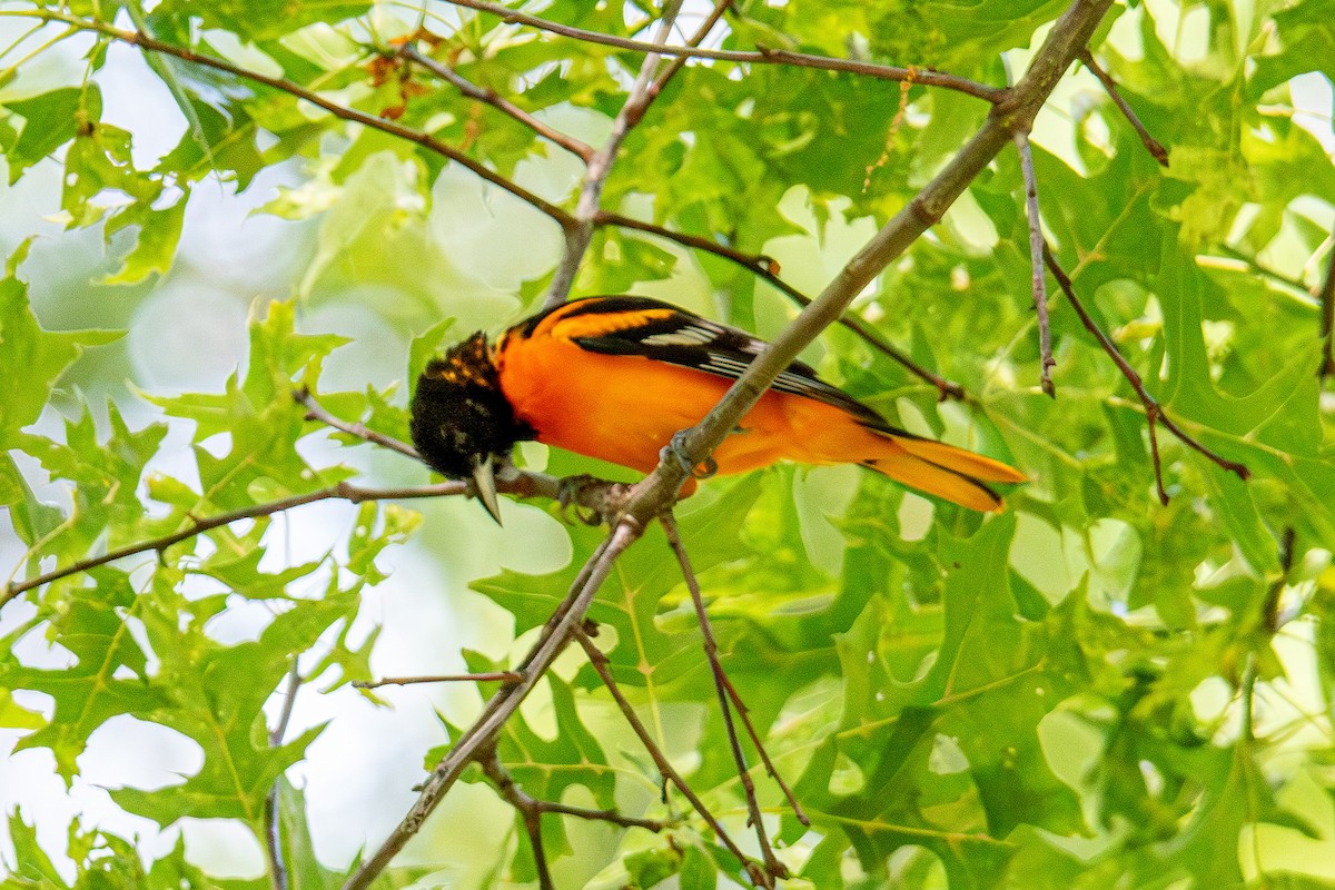 Baltimore Oriole - ML586236701