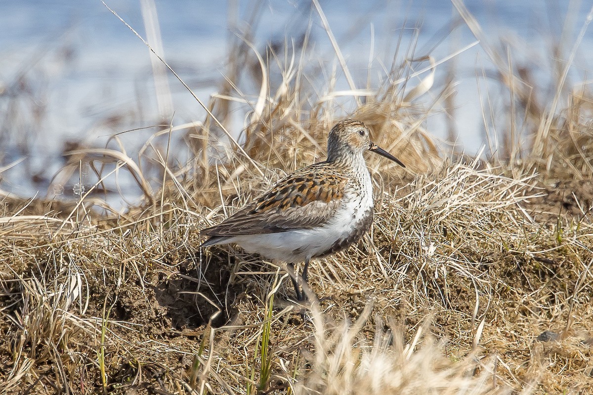 Dunlin - ML586240161