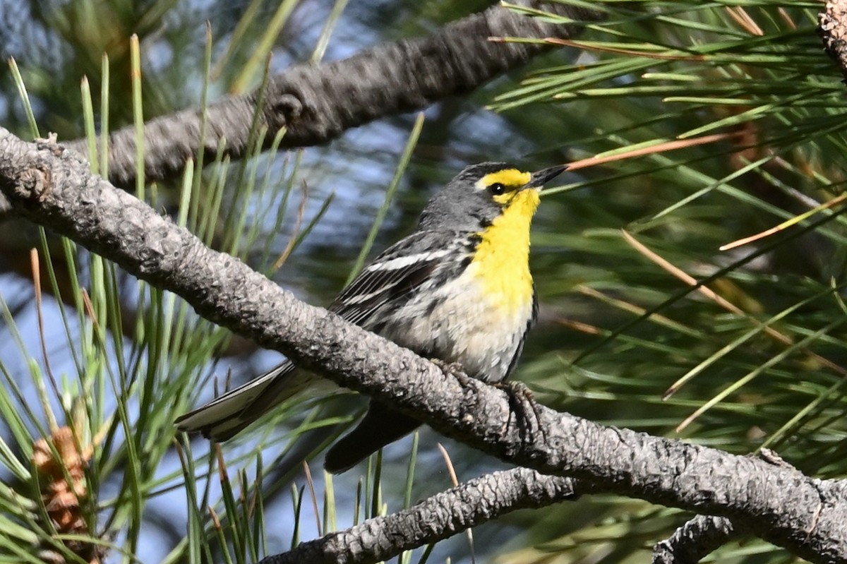 Grace's Warbler - ML586240551