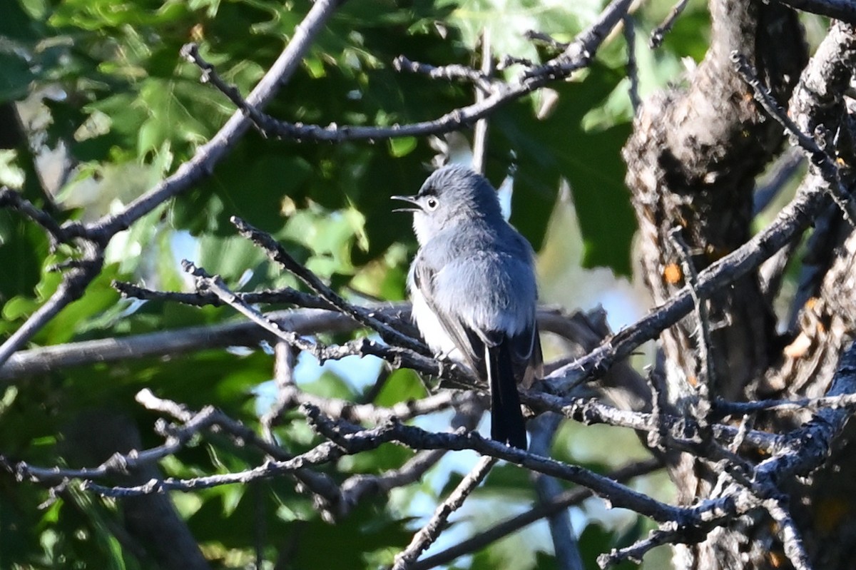 Blue-gray Gnatcatcher - ML586241441