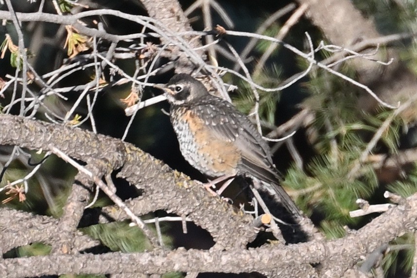 American Robin - ML586241591