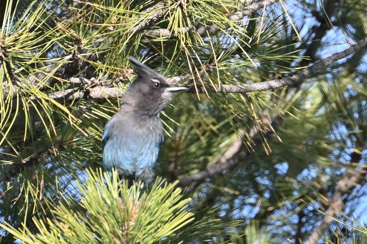 Steller's Jay - ML586241921