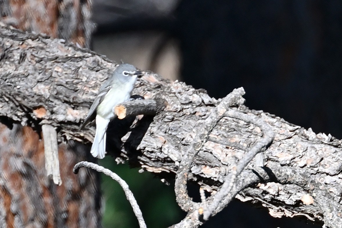 Plumbeous Vireo - ML586241971