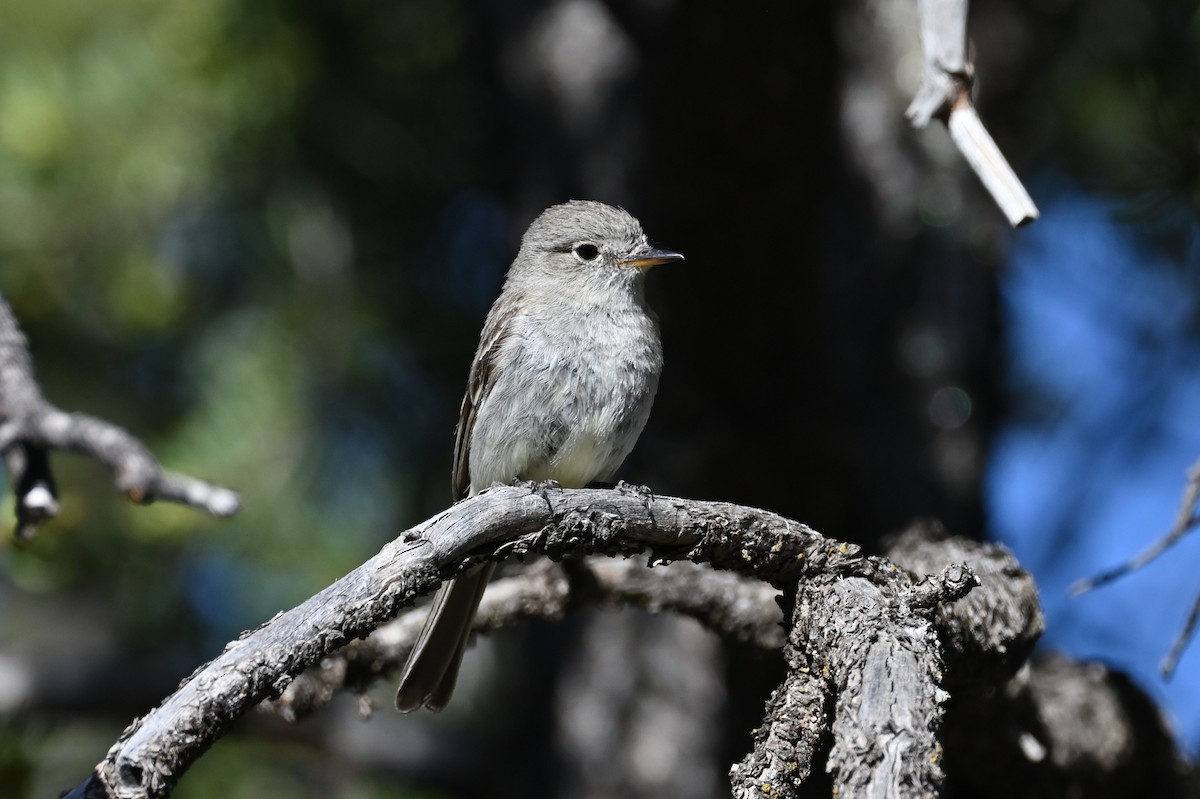 Gray Flycatcher - ML586242081