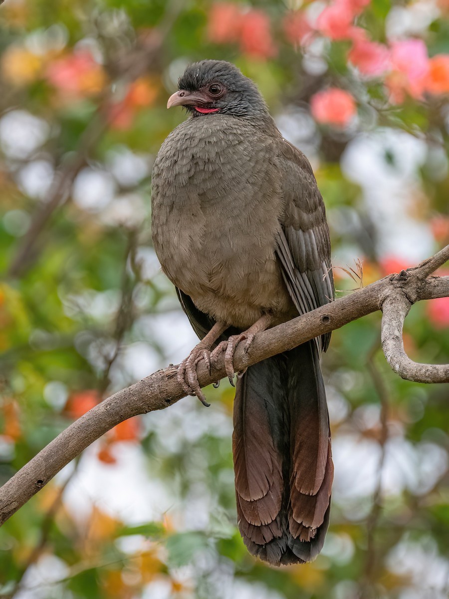 Chachalaca Charata - ML586244781