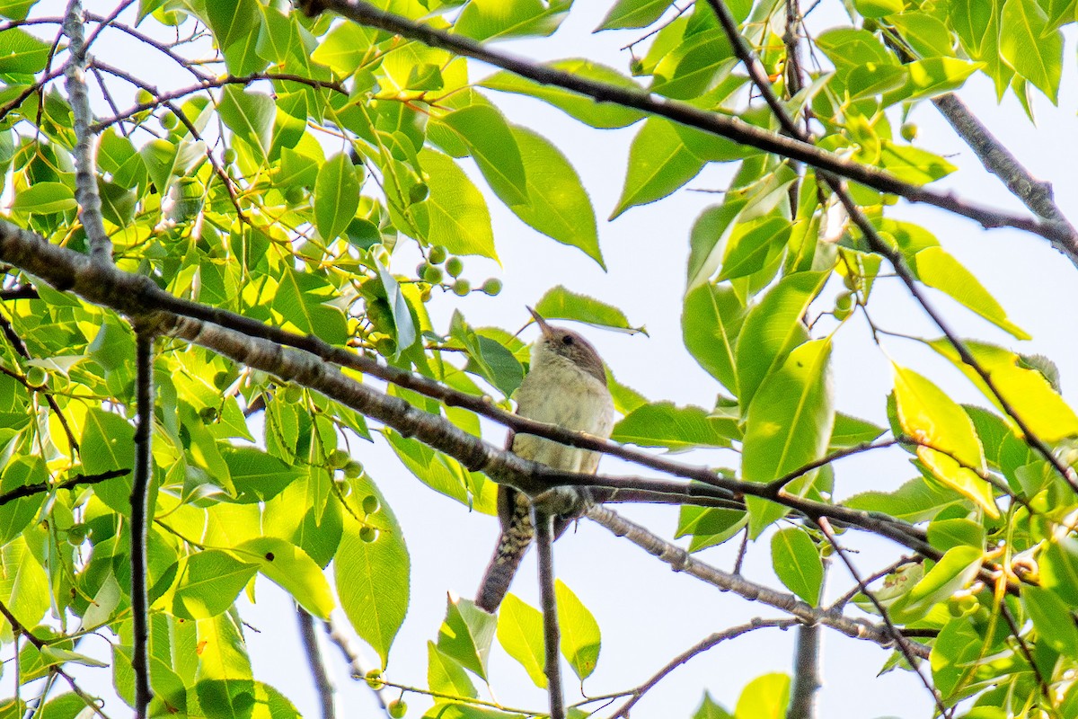 Northern House Wren - ML586245161