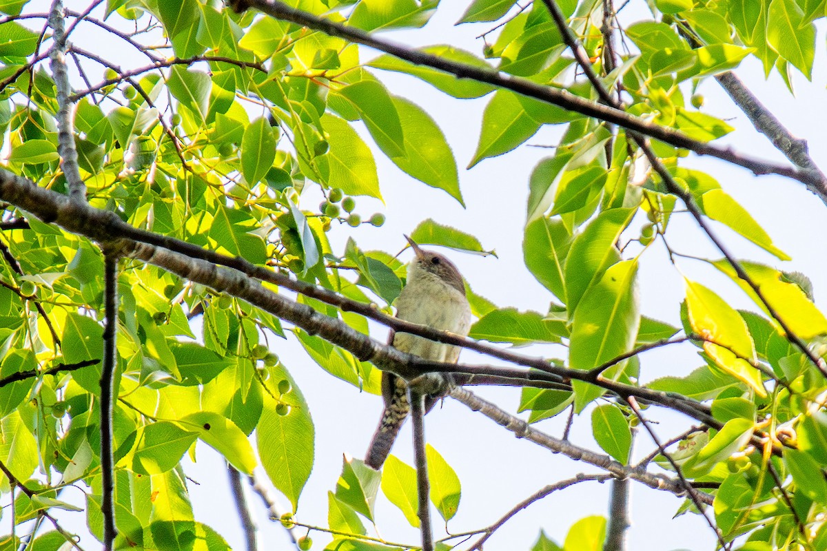 House Wren - ML586245161