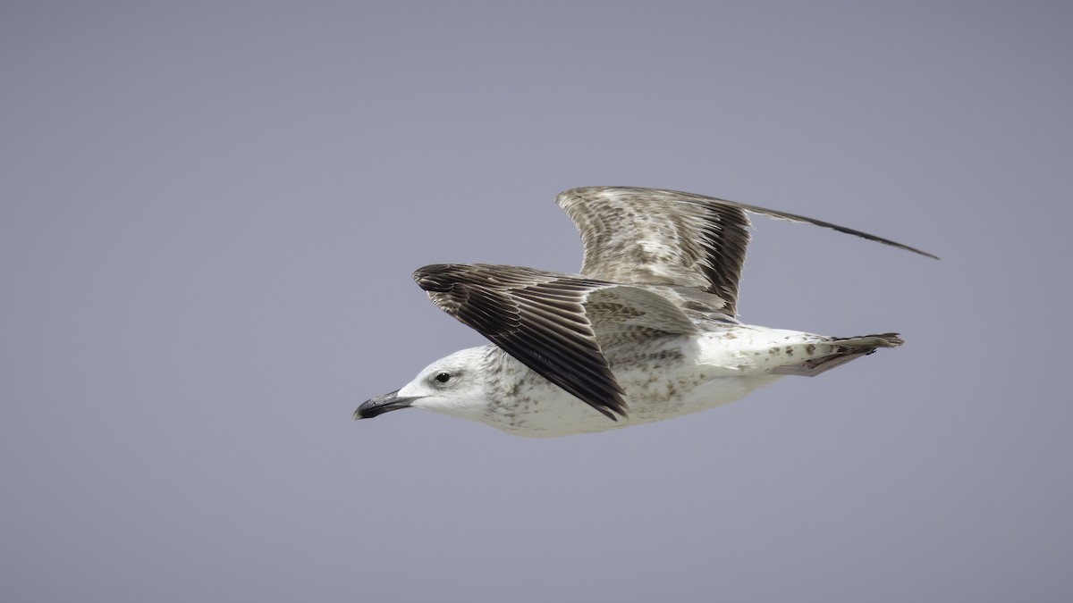 Lesser Black-backed Gull (Steppe) - Markus Craig