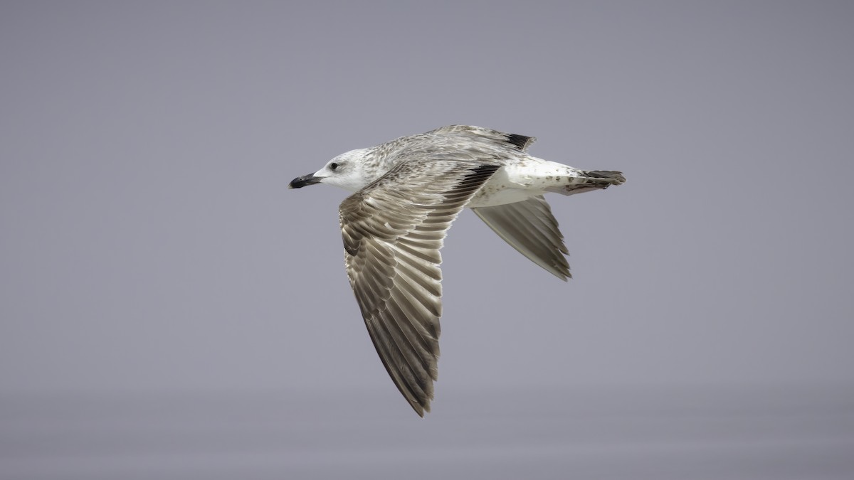 Lesser Black-backed Gull (Steppe) - ML586245201