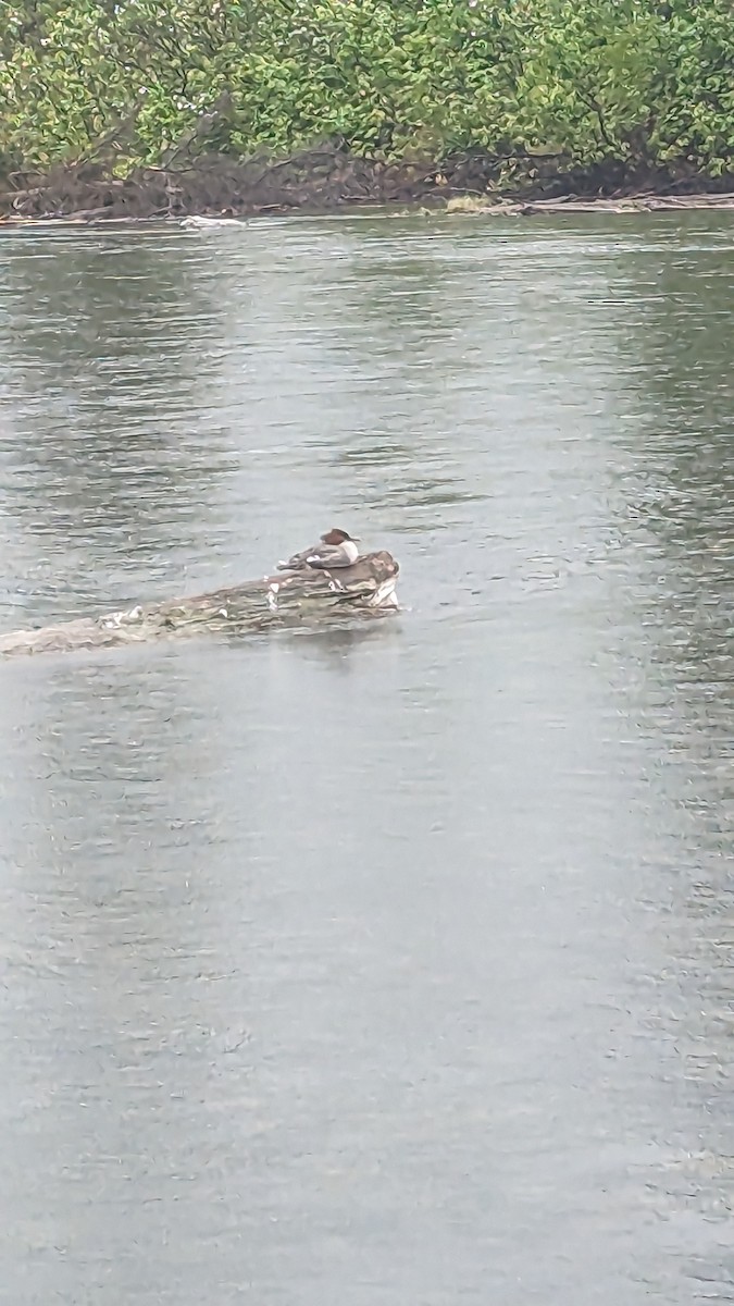 Gänsesäger - ML586245361