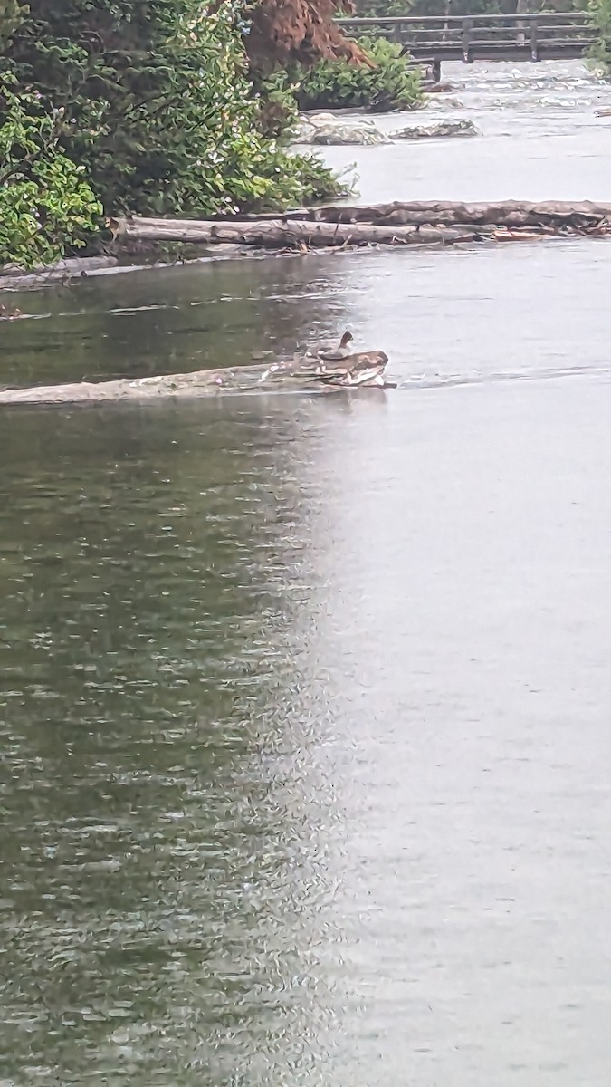 Gänsesäger - ML586245371