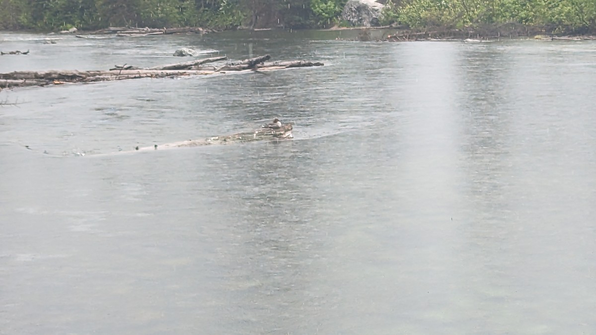 Gänsesäger - ML586245381