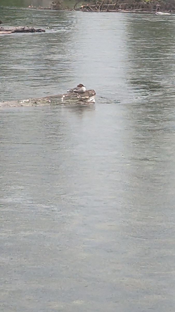 Gänsesäger - ML586245391