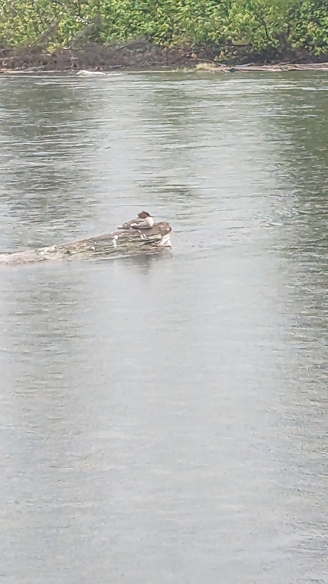 Gänsesäger - ML586245401