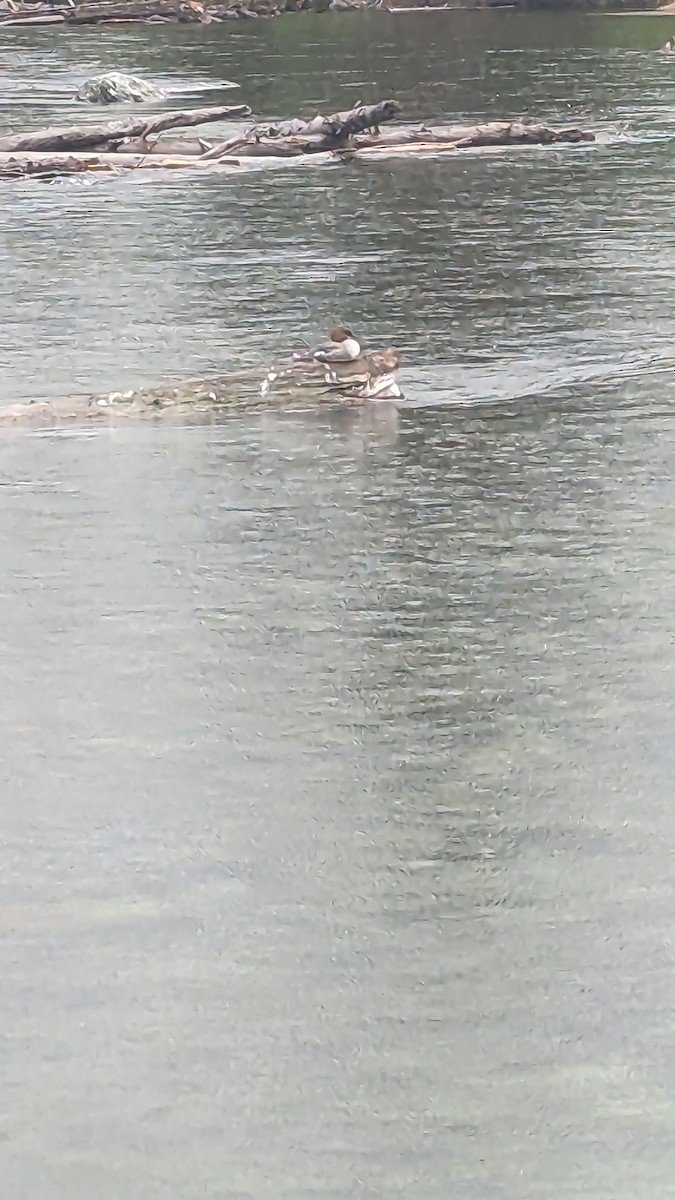 Gänsesäger - ML586245411