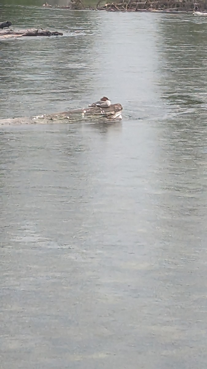 Gänsesäger - ML586245421