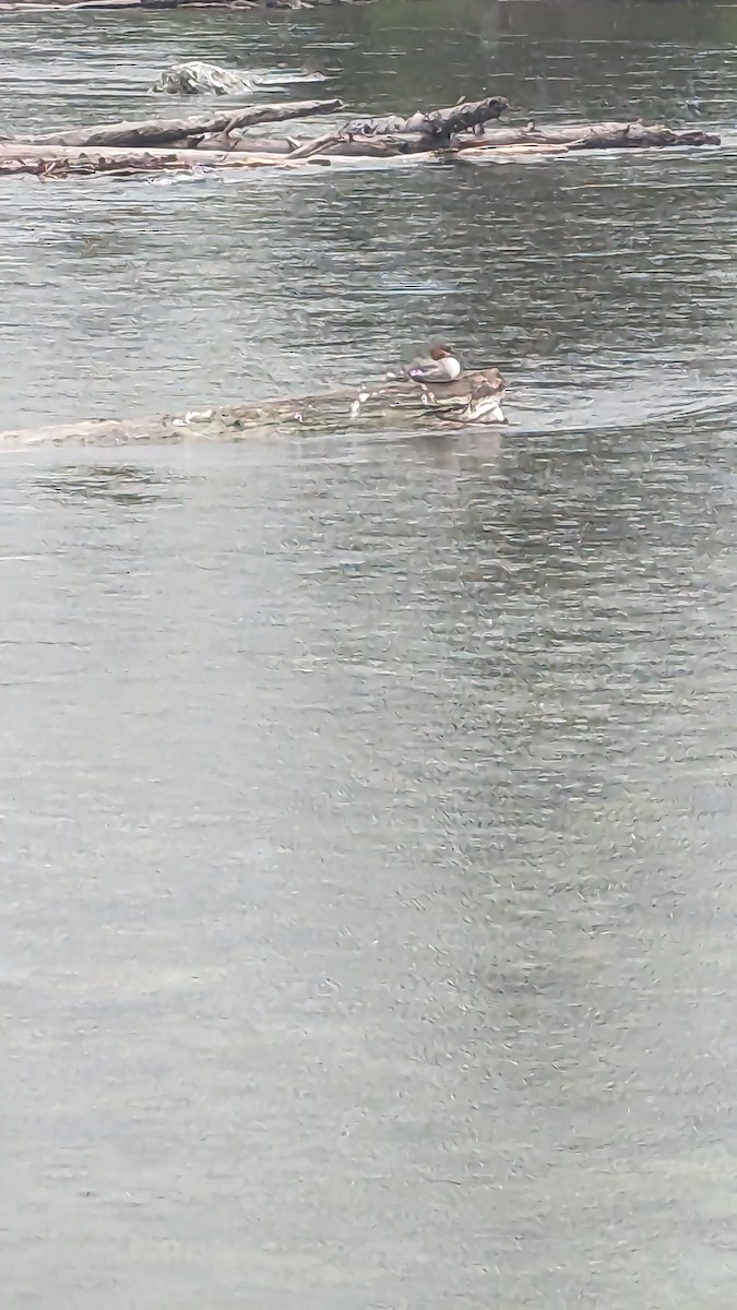 Gänsesäger - ML586245431