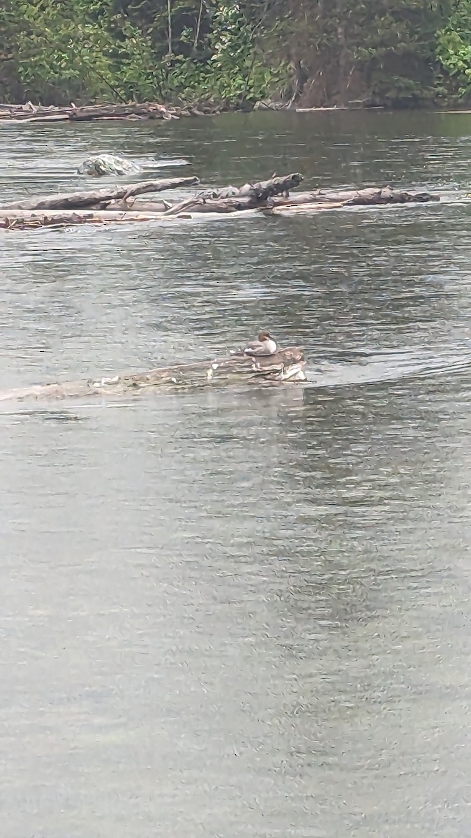 Gänsesäger - ML586245441